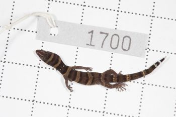 Media type: image;   Herpetology R-189896